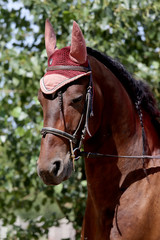 Obraz premium Sport horse close up under old leather saddle on dressage competition. Equestrian sport background