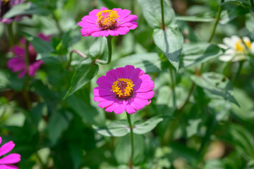 Obraz premium コスモス・花・植物・季節・紫