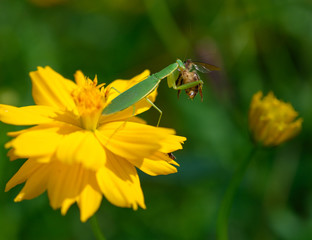 黄色・花・コスモス・カマキリ・昆虫・捕食