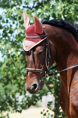 Obraz premium Sport horse close up under old leather saddle on dressage competition. Equestrian sport background