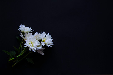 Creative staging of flowers on a black background