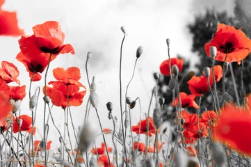 Printed roller blinds Poppy Poppy field as a symbol of Remembrance.