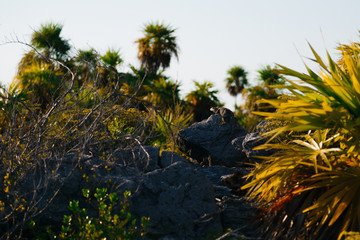 landscape with river and trees