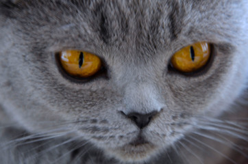 Scottish Fold cat face