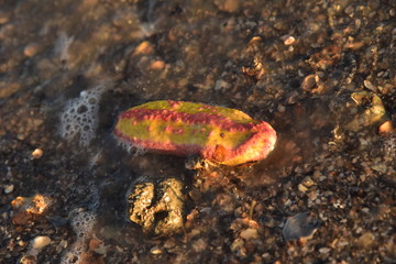 Pink warty sea cucumber/Pink-Yellow Sea Cucumber on the beach