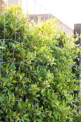 Green leaf wall background