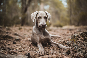 weimaraner dog