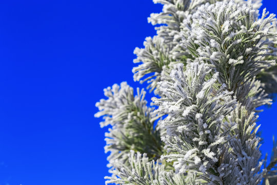Conifer branches close up with needles covered with white frost on blue sky background. Winter nature with copy space. Selective focus. - Powered by Adobe