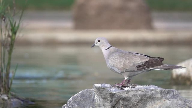 Flying pigeon, close-up slow motion. dove takes flight