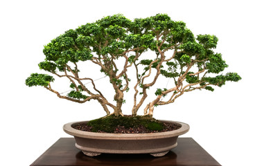 Japanese bonsai miniature tree in ceramic pot isolated on white background
