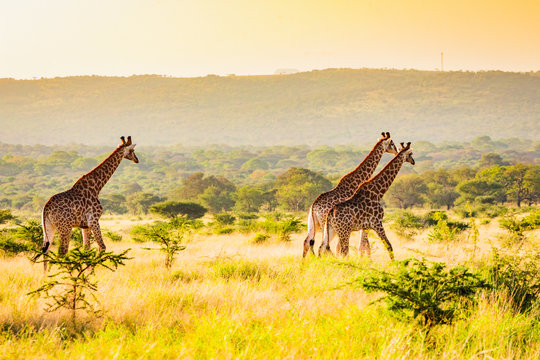 Giraffe (Giraffa camelopardalis), Zululand