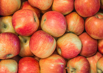 Fresh apples'Fuji' variety grown in the apple country South Tyrol, northern Italy. Apple suitable for cakes.