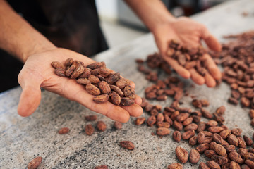 Worker sorting cocoa beans in an artisanal chocolate making factory