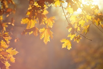 Autumn maple leaves in the sun and blurred trees. Autumn background.