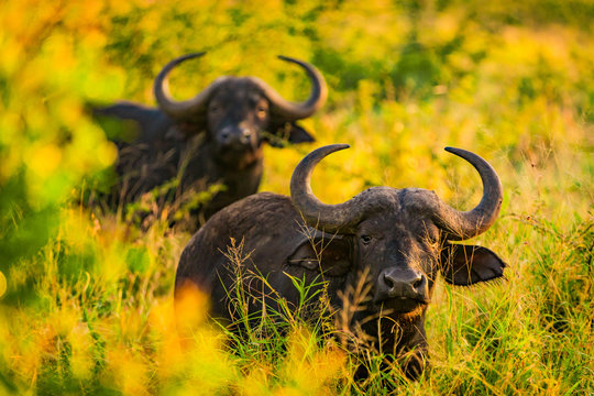 Water buffalo (Bubalus bubalis), Zululand