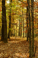 Obraz premium A beautiful autumn afternoon in the park.