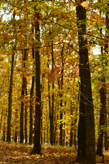 A beautiful autumn afternoon in the park.
