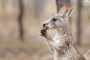 Eastern Grey Kangaroo