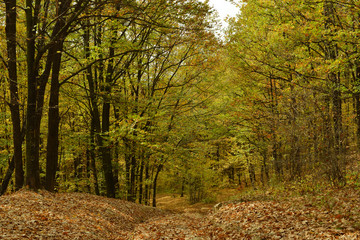 A beautiful autumn afternoon in the park.
