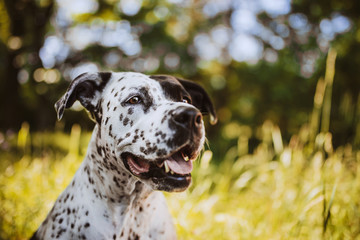 dalmatin dog
