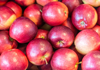 Fresh apples 'Modi' variety grown in the apple country South Tyrol, northern Italy. Apple suitable for compote.