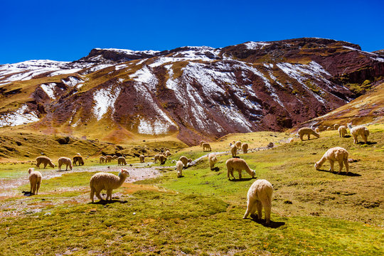 Llamas in the Andes, Peru