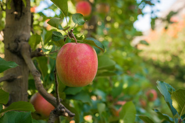 ripe pink lady apples variety on a apple tree at South Tyrol in Italy. Harvest time in apple country South Tyrol. Selective focus