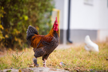 Rooster and hen in the garden on a farm - free breeding.