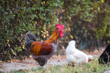 Rooster and hen in the garden on a farm - free breeding.