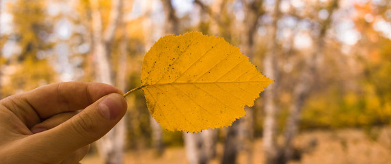 Man hand holding yellow leaf on sky background. Autumn season composition in park.