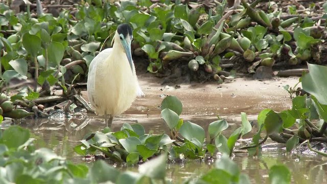 Capped heron ( Pilherodius pileatus) hunting between water hyacinth, Pantanal wetlands, Brazil.