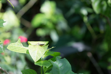 grasshopper on leaves