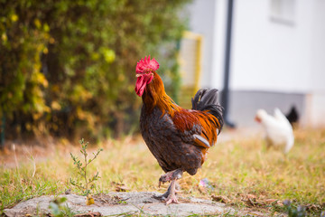 Rooster and hen in the garden on a farm - free breeding.