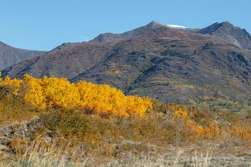 Fall colors near Cracross, Yukon Canada.