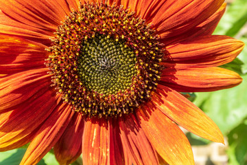 Red Sunflower (Helianthus)