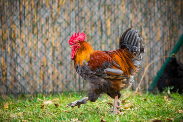 Rooster and hen in the garden on a farm - free breeding.