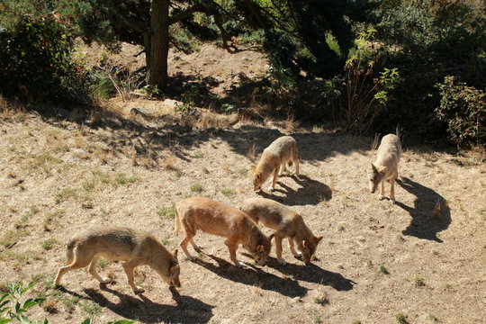 Loups gris d'Europe