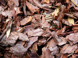 Background. Wood sliver