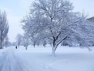 winter landscape with trees