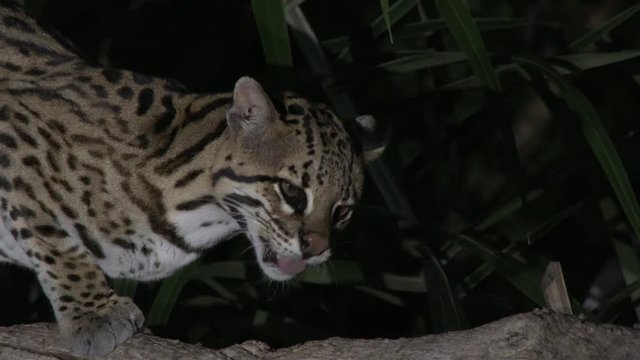 Ocelot (Leopardus pardalis) close-up  at night  eating in a tree, Pantanal wetlands, Brazil.