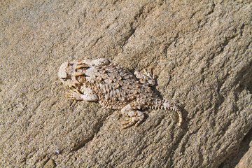 horned lizard camouflaged against rock, Anza-Borrego Desert State Park, California, USA