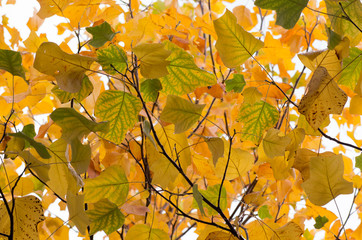 nature and outdoor backdrops - liriodendron tulipifera autumnal foliage