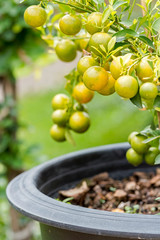 Close up of small Orange fruits on its tree decoration