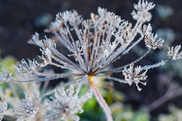 Frost on dry umbrellas of dill in the garden.