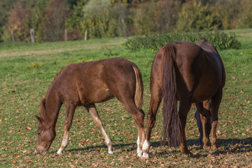 Stute und Fohlen grasen im Herbst dicht beieinander