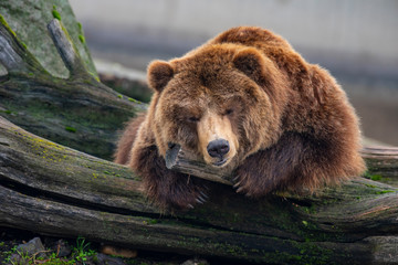 Obraz na płótnie Canvas Eurasian brown bear sleeping on a rock on a nice sunny day.