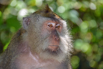 Close up shot of long tailed macaque monkeys. Bali, Indonesia