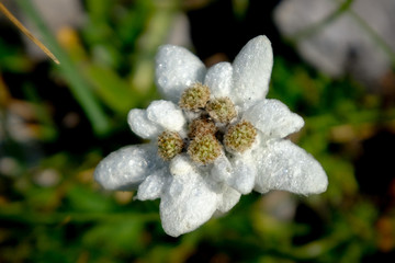 Beautiful white edelweiss flower