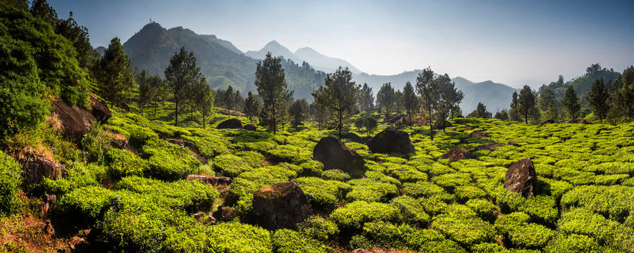 Tea plantations, Munnar, Western Ghats Mountains, Kerala