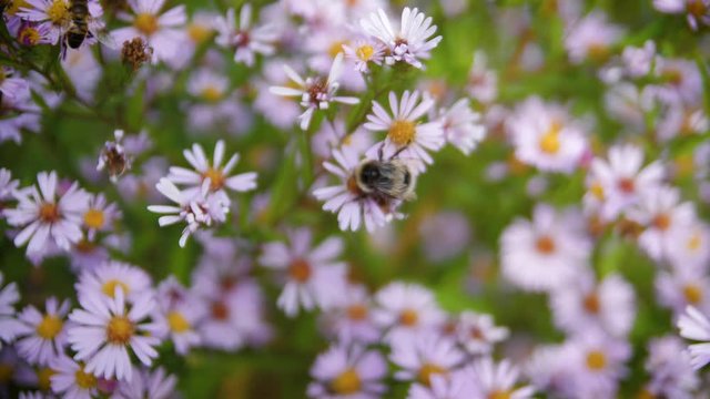 Bush alpine aster purple close-up. Purple aster flowers pollinated by bees. Beautiful purple daisies. 4k